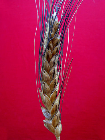cotrone